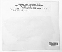 Cystopus cubicus image